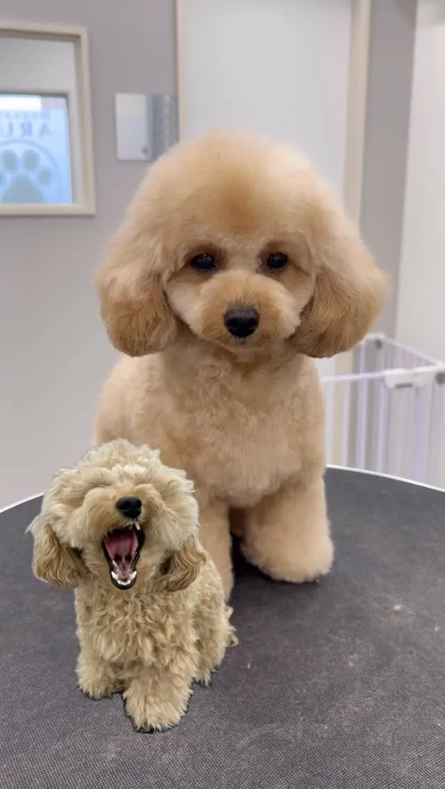 ୨୧ ∴ペットサロン∴ ୨୧ 