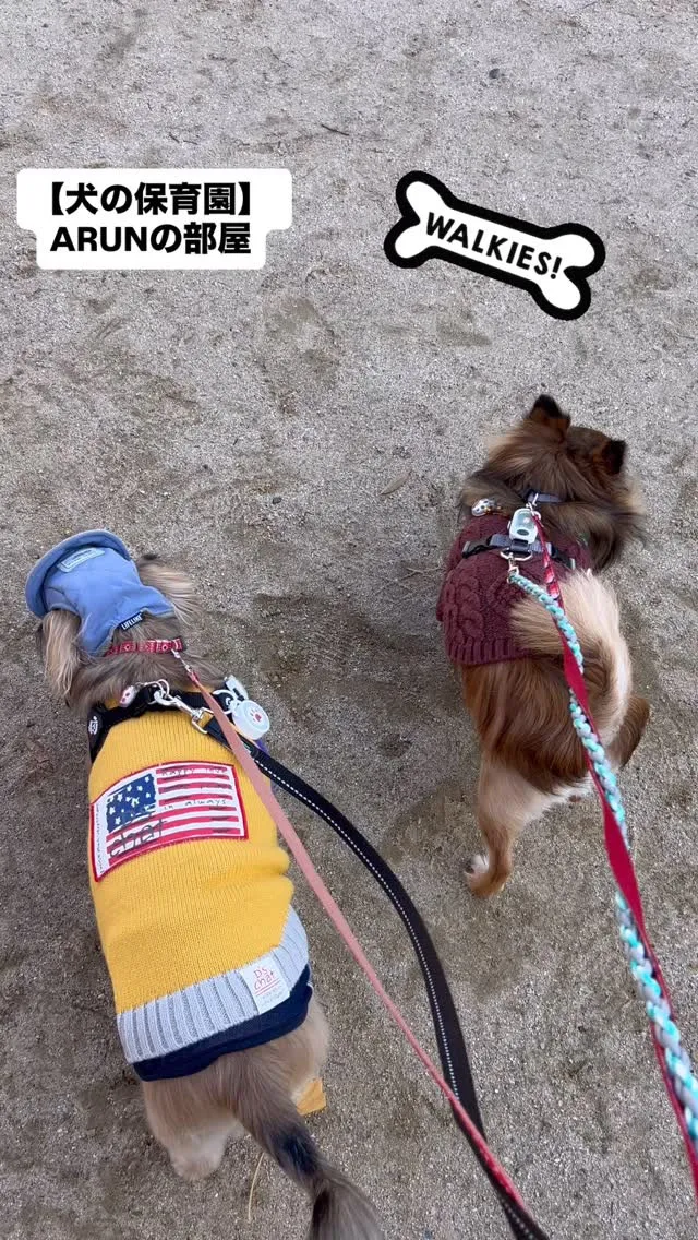 ୨୧ ∴犬の保育園∴ ୨୧