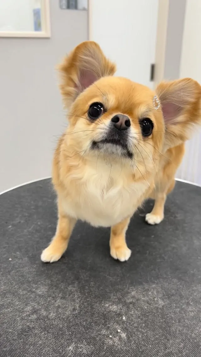 ୨୧ ∴ペットサロン∴ ୨୧ 