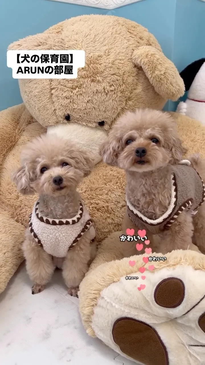 ୨୧ ∴犬の保育園∴ ୨୧