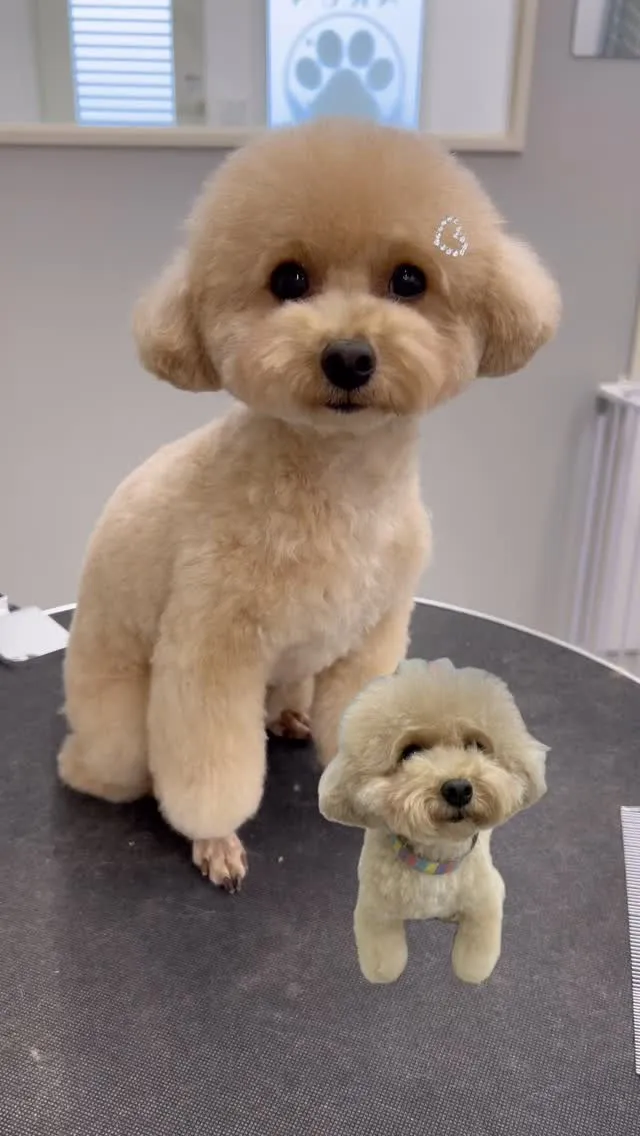 ୨୧ ∴ペットサロン∴ ୨୧ 