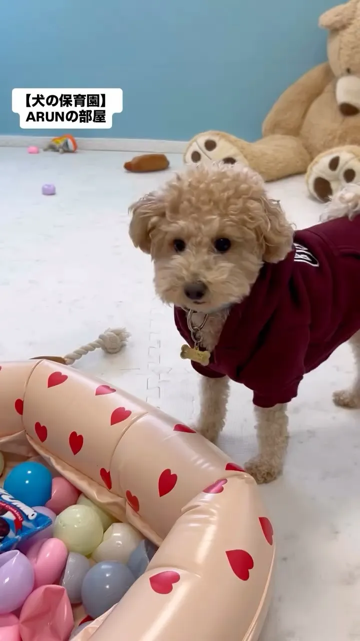 ୨୧ ∴犬の保育園∴ ୨୧