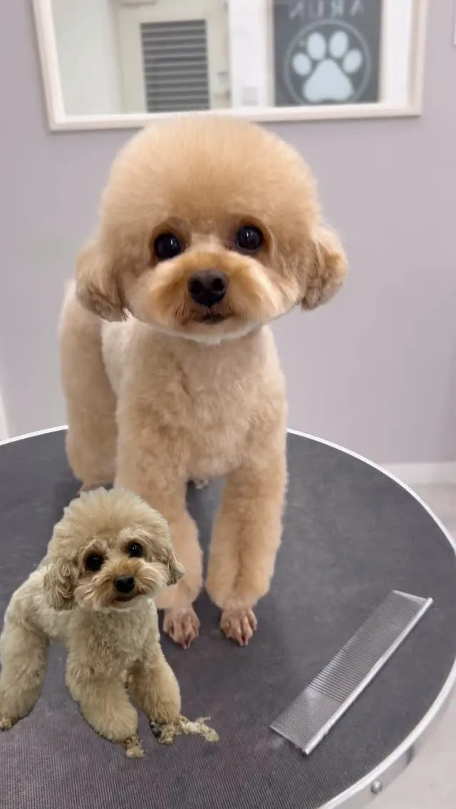 ୨୧ ∴ペットサロン∴ ୨୧ 