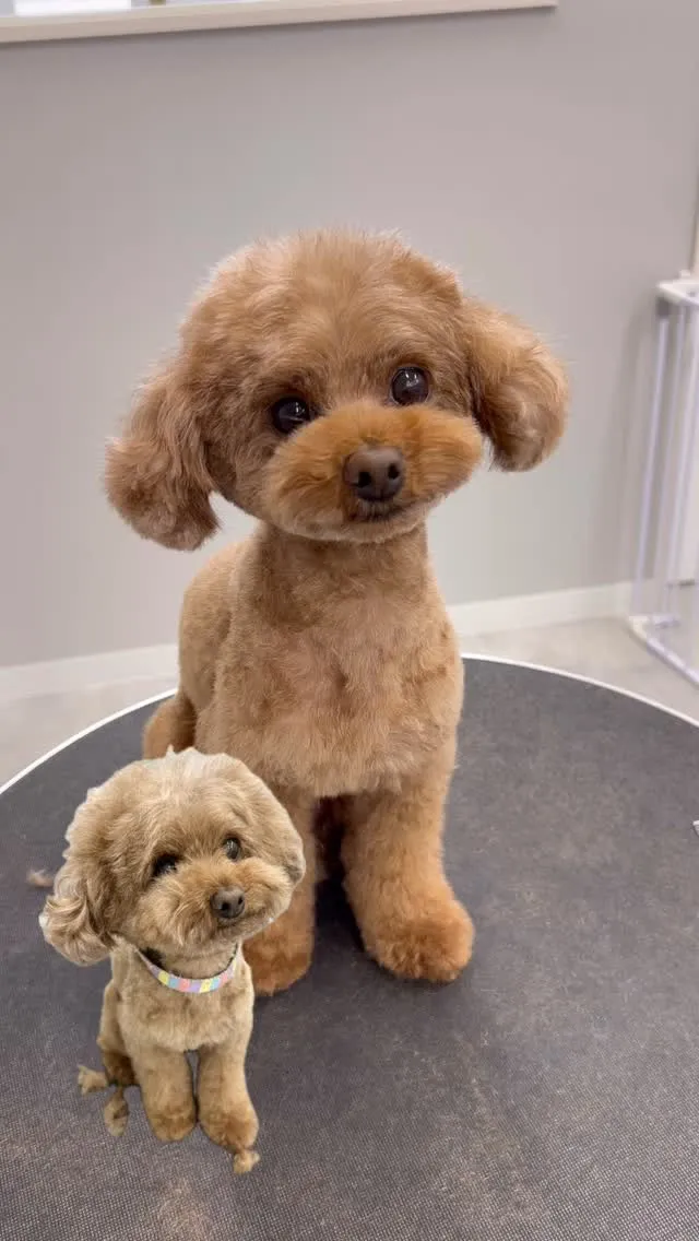 ୨୧ ∴ペットサロン∴ ୨୧ 