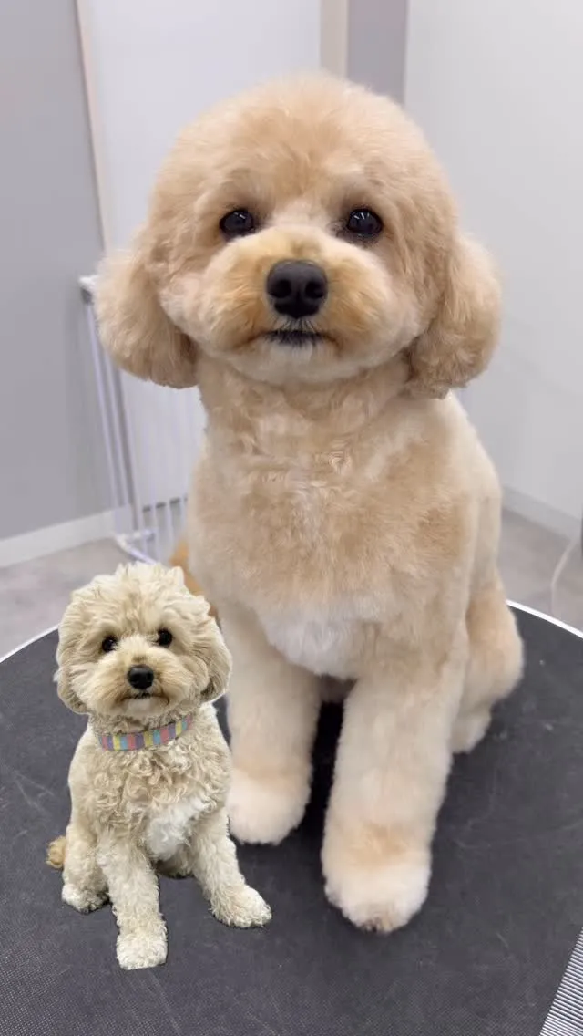 ୨୧ ∴ペットサロン∴ ୨୧ 