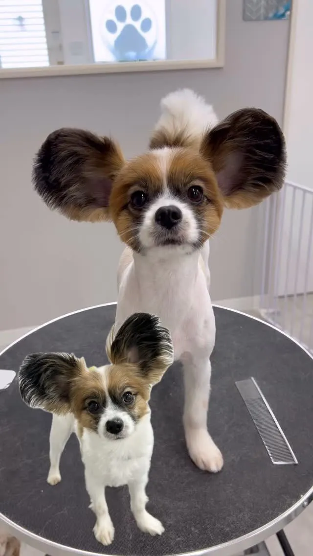 ୨୧ ∴ペットサロン∴ ୨୧ 