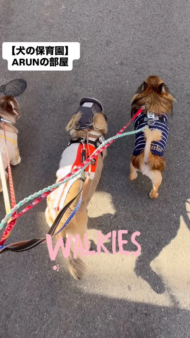 ୨୧ ∴犬の保育園∴ ୨୧