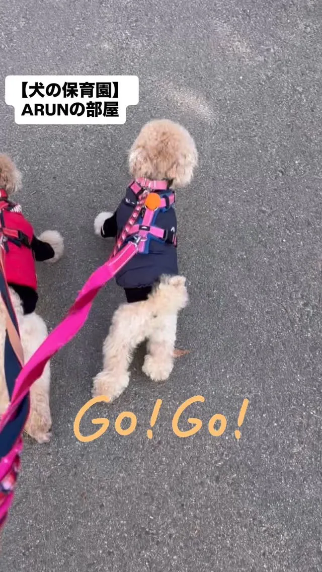 ୨୧ ∴犬の保育園∴ ୨୧