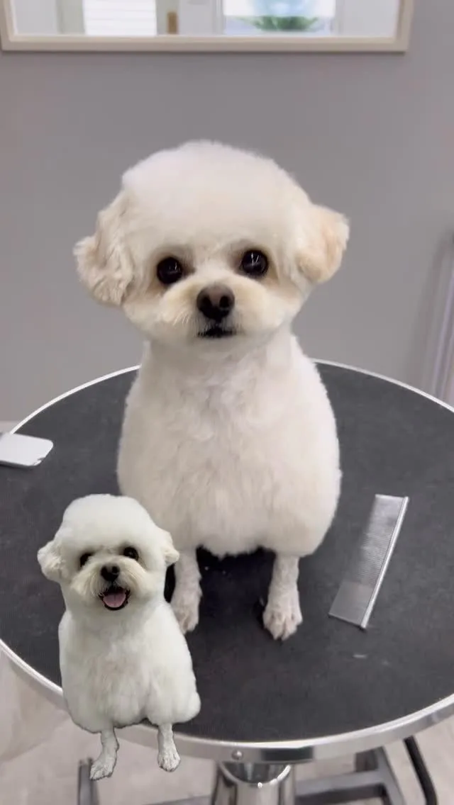 ୨୧ ∴ペットサロン∴ ୨୧ 