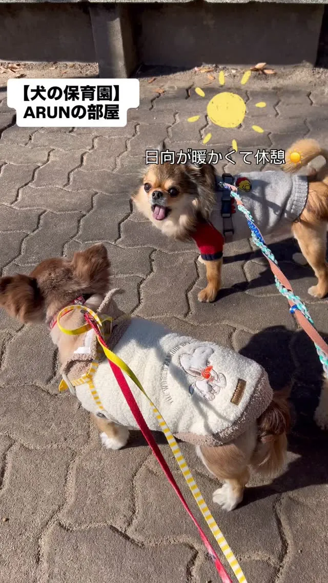 ୨୧ ∴犬の保育園∴ ୨୧