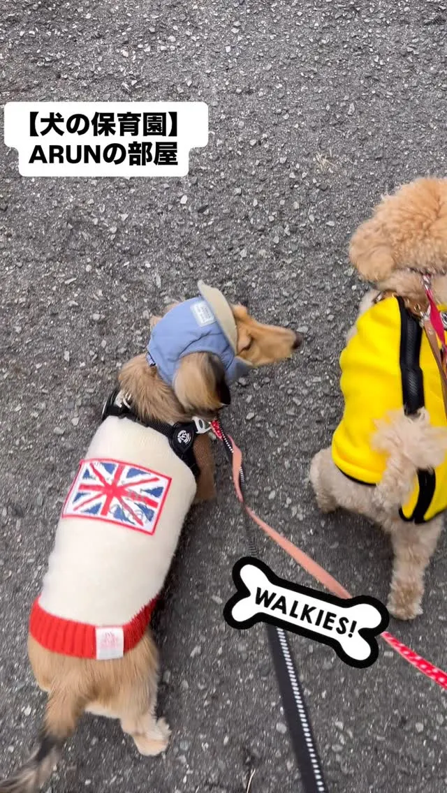 ୨୧ ∴犬の保育園∴ ୨୧