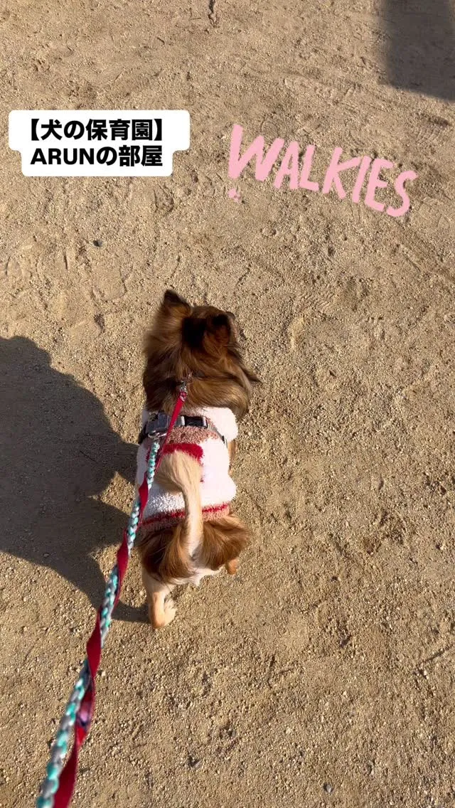 ୨୧ ∴犬の保育園∴ ୨୧