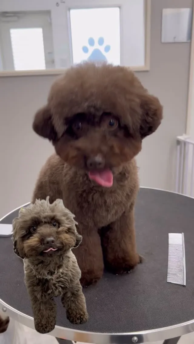 ୨୧ ∴ペットサロン∴ ୨୧ 