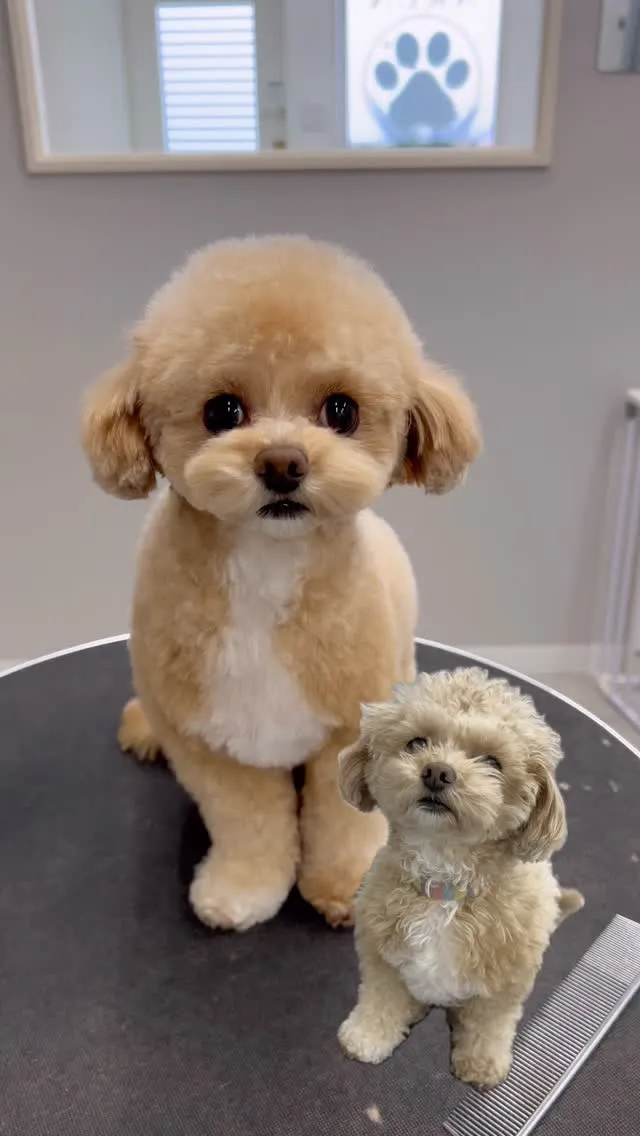 ୨୧ ∴ペットサロン∴ ୨୧ 