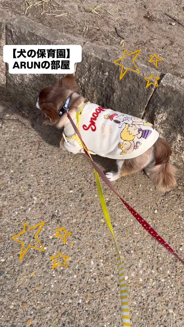 ୨୧ ∴犬の保育園∴ ୨୧