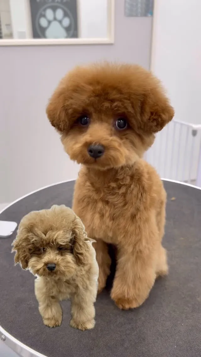 ୨୧ ∴ペットサロン∴ ୨୧ 