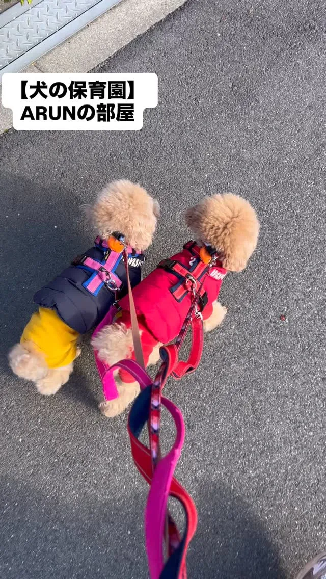 ୨୧ ∴犬の保育園∴ ୨୧