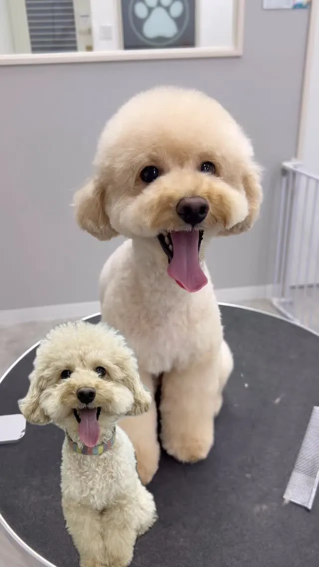 ୨୧ ∴ペットサロン∴ ୨୧ 
