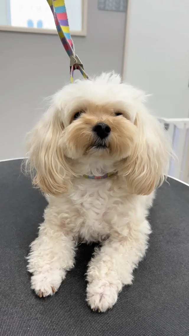 ୨୧ ∴ペットサロン∴ ୨୧ 