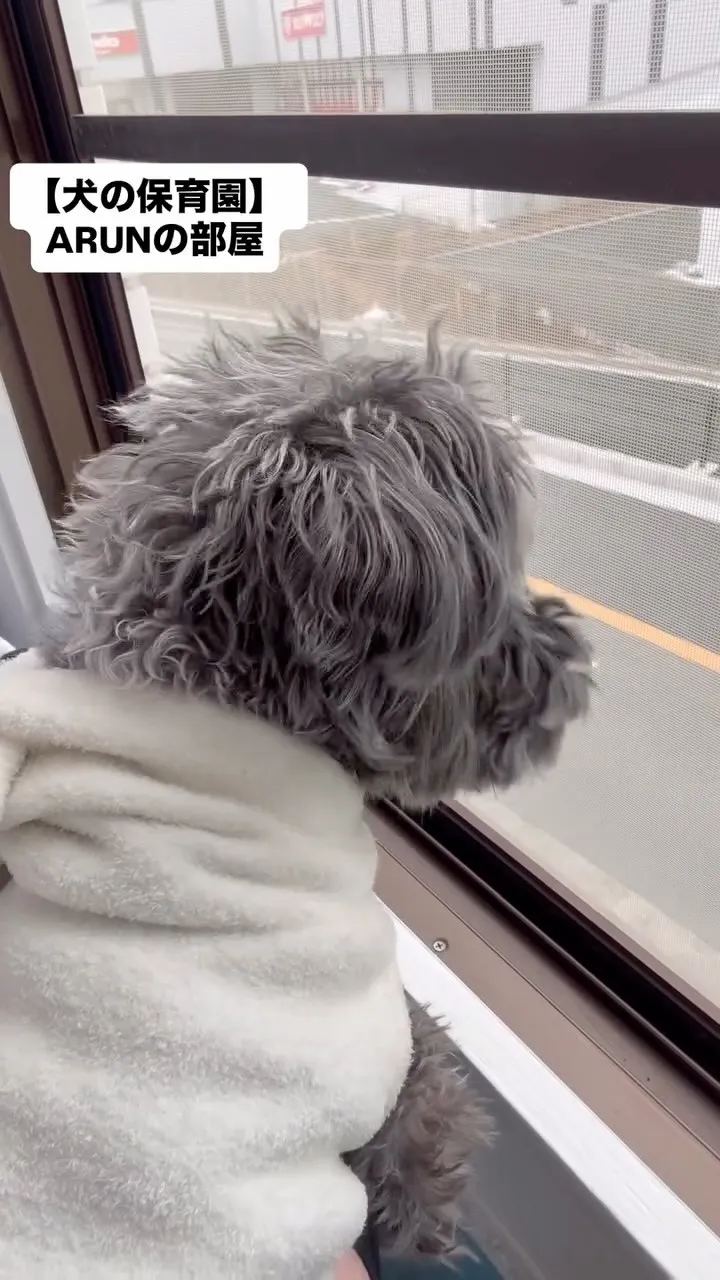 ୨୧ ∴犬の保育園∴ ୨୧