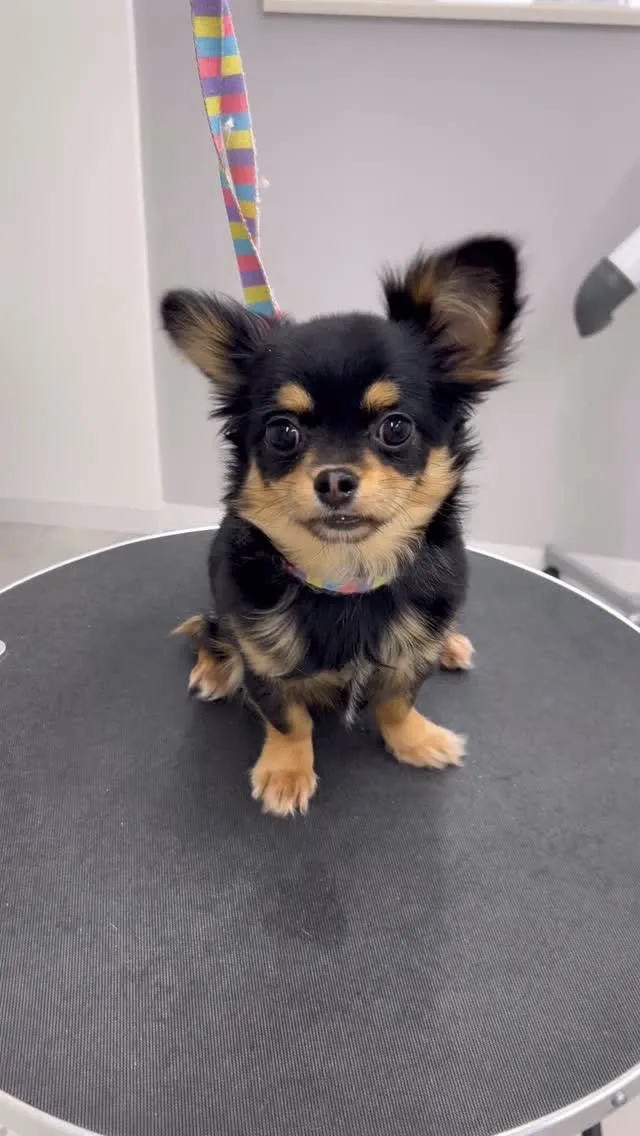 ୨୧ ∴ペットサロン∴ ୨୧ 