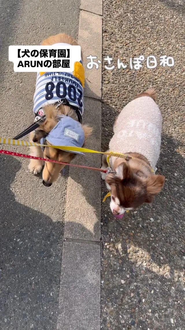 ୨୧ ∴犬の保育園∴ ୨୧