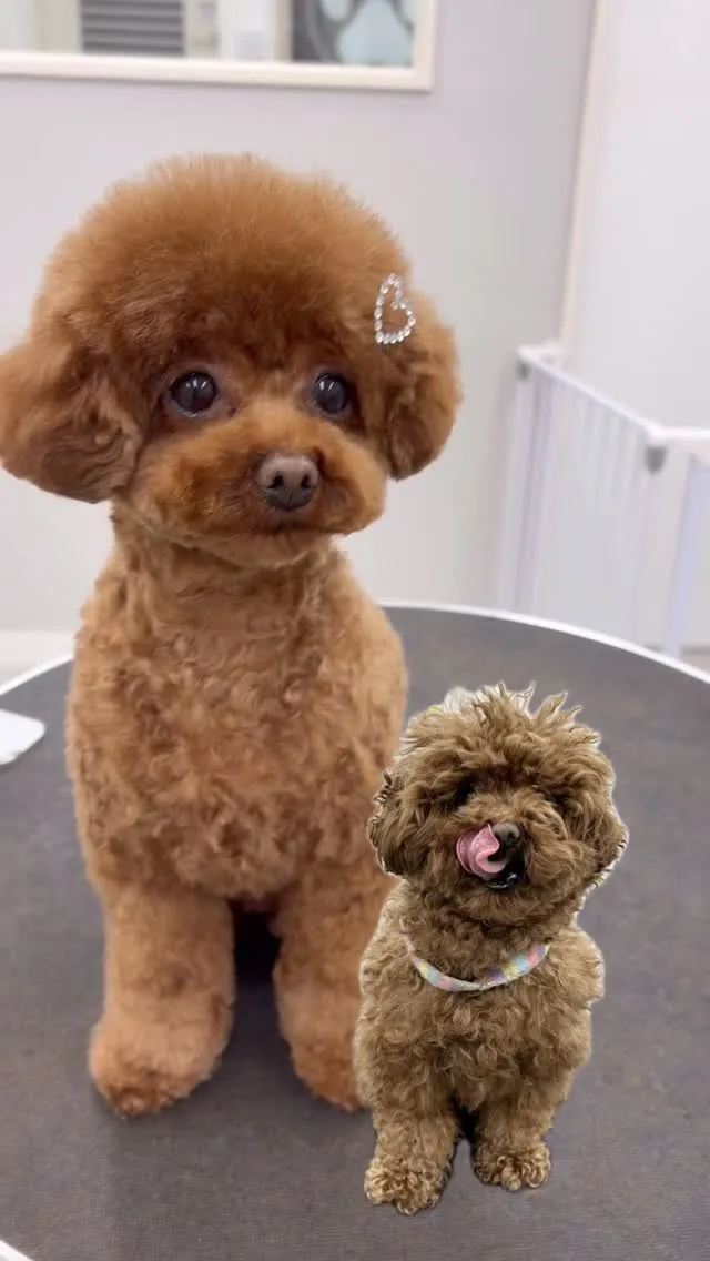 ୨୧ ∴ペットサロン∴ ୨୧ 