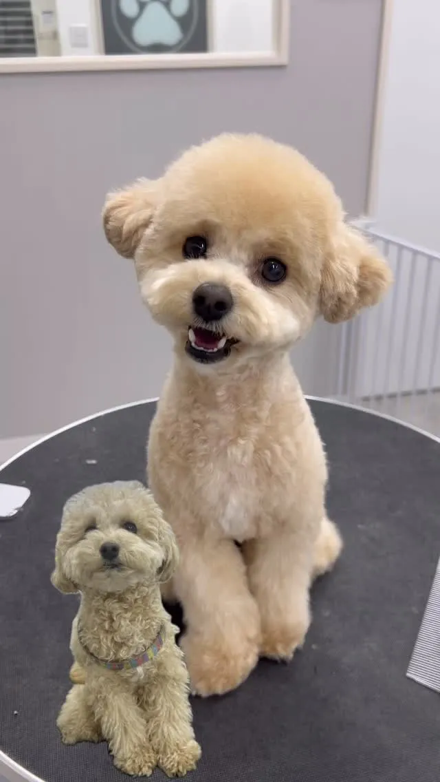 ୨୧ ∴ペットサロン∴ ୨୧ 