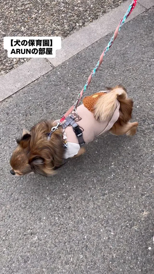 ୨୧ ∴犬の保育園∴ ୨୧