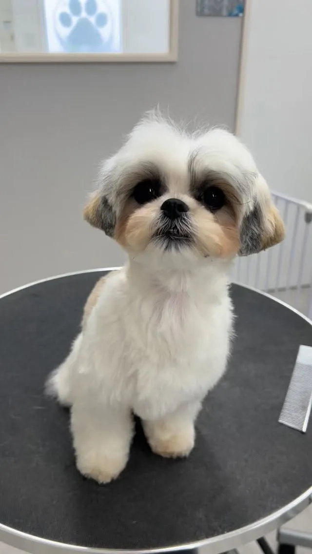 ୨୧ ∴ペットサロン∴ ୨୧ 