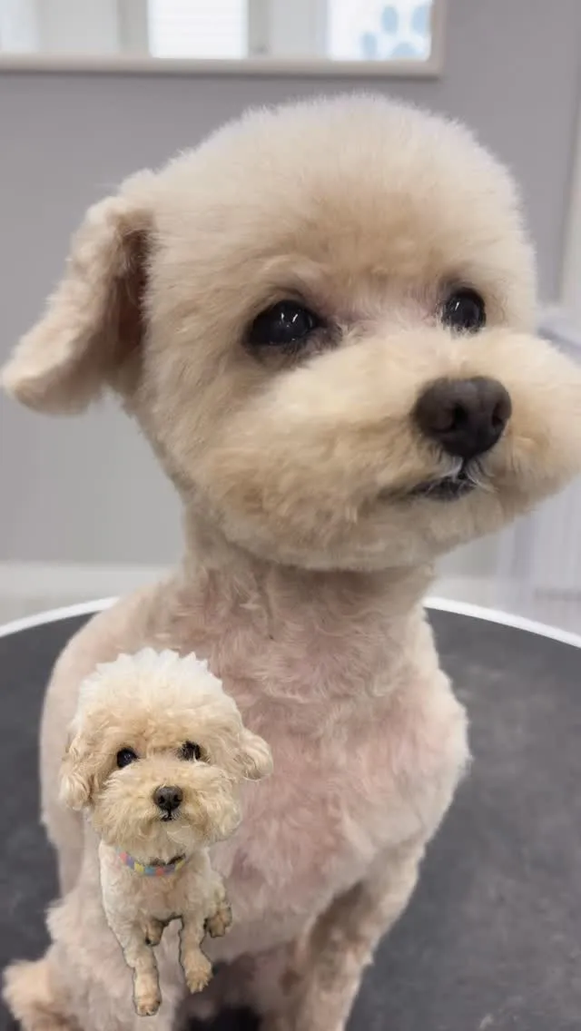 ୨୧ ∴ペットサロン∴ ୨୧ 