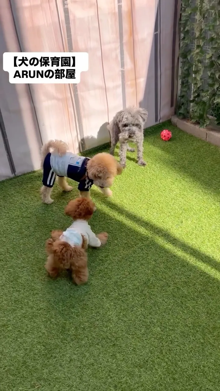 ୨୧ ∴犬の保育園∴ ୨୧