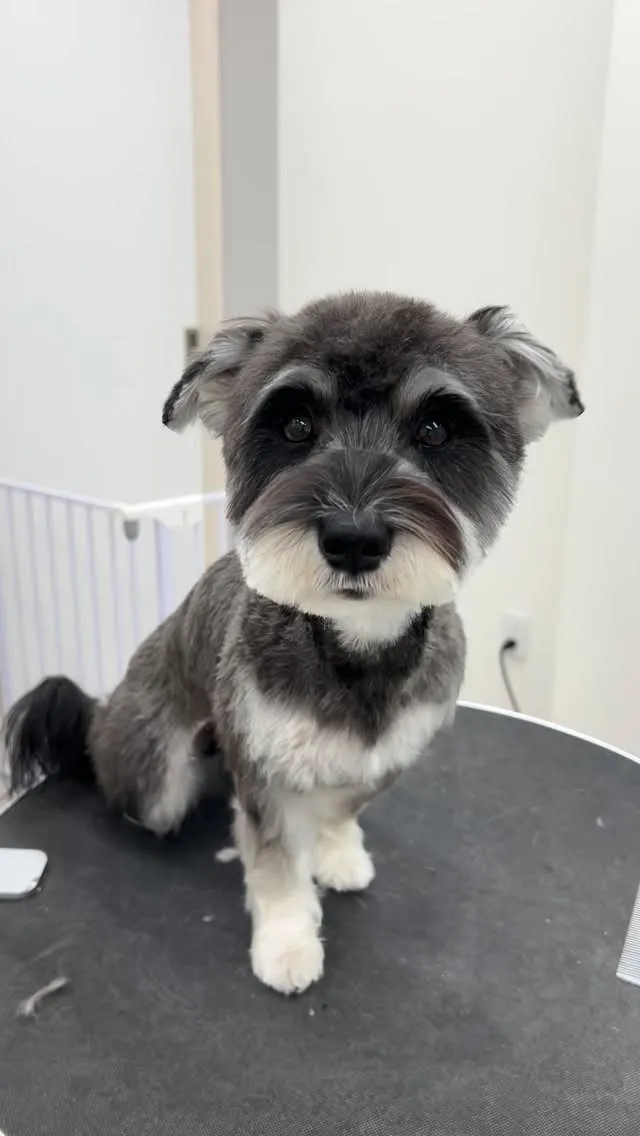 ୨୧ ∴ペットサロン∴ ୨୧ 