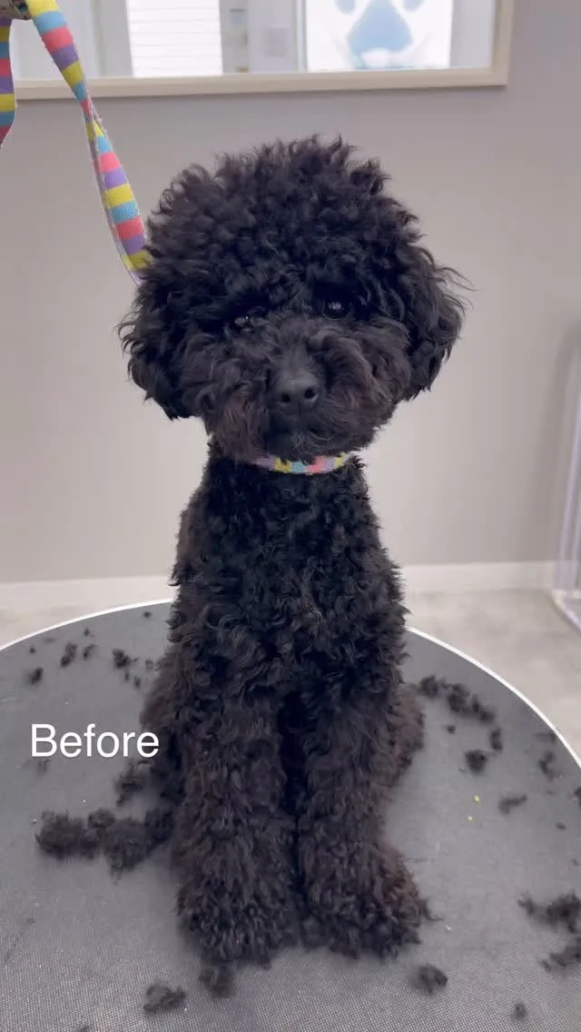 ୨୧ ∴ペットサロン∴ ୨୧ 