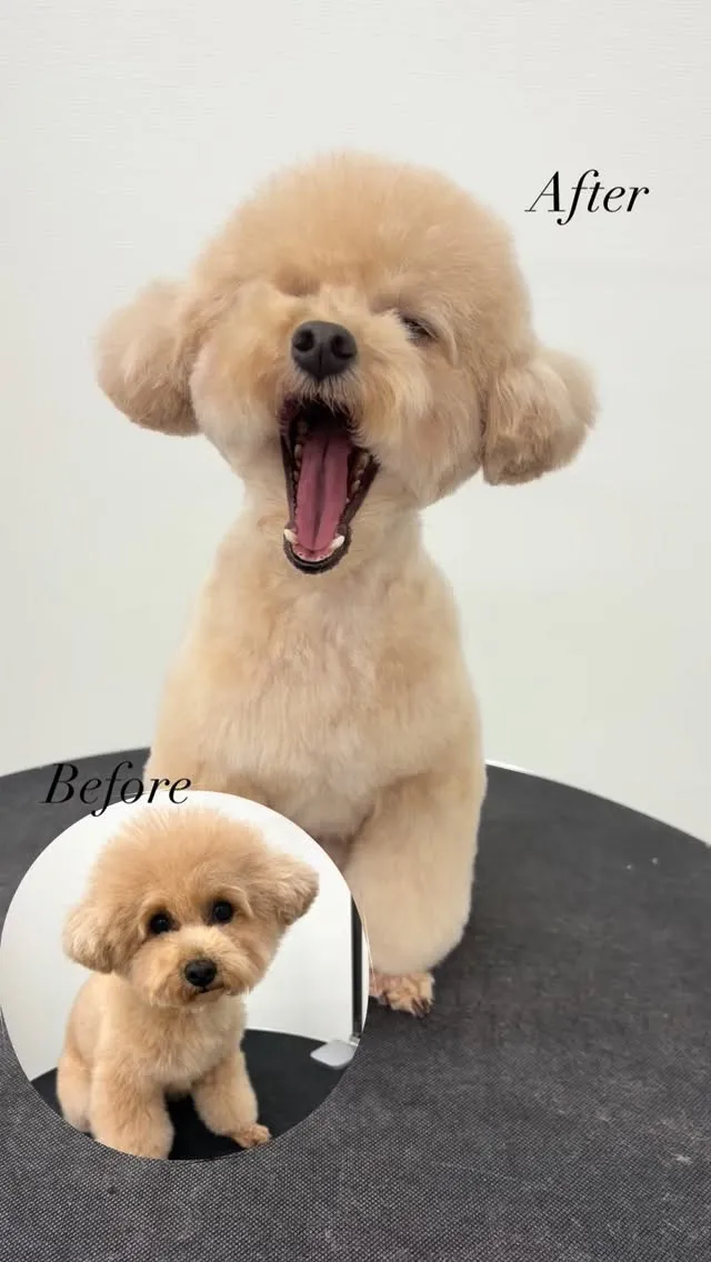 ୨୧ ∴ペットサロン∴ ୨୧ 