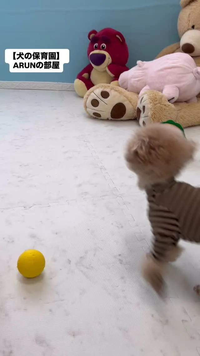 ୨୧ ∴犬の保育園∴ ୨୧