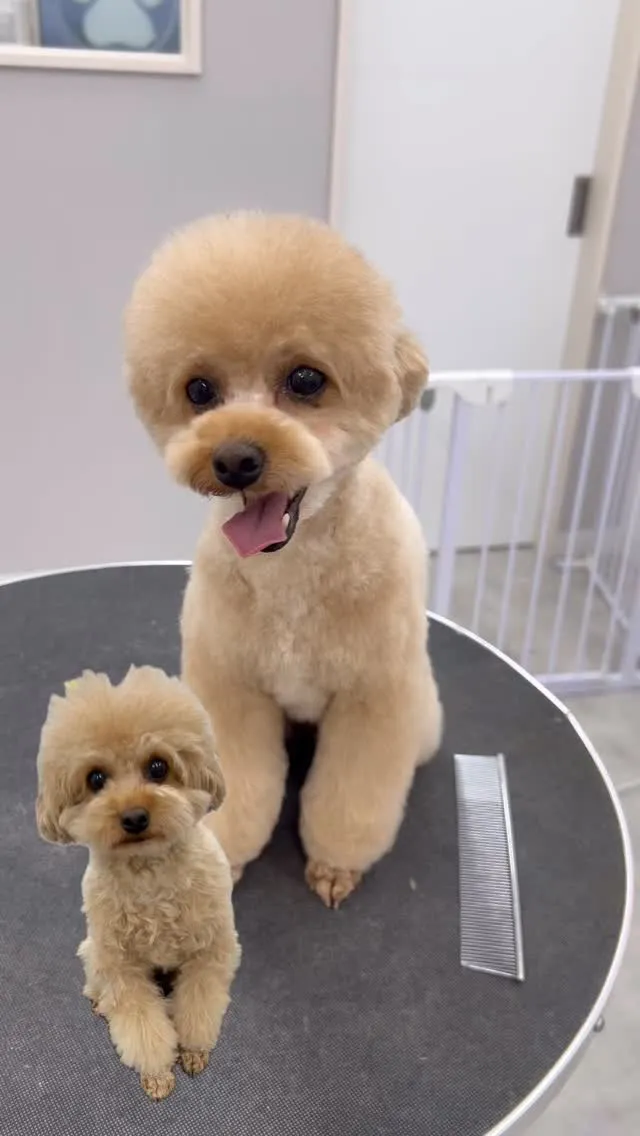 ୨୧ ∴ペットサロン∴ ୨୧ 