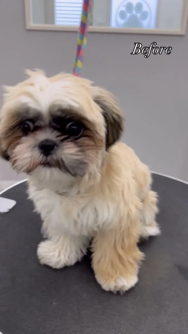 ୨୧ ∴ペットサロン∴ ୨୧ 