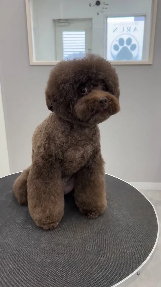 ୨୧ ∴ペットサロン∴ ୨୧ 