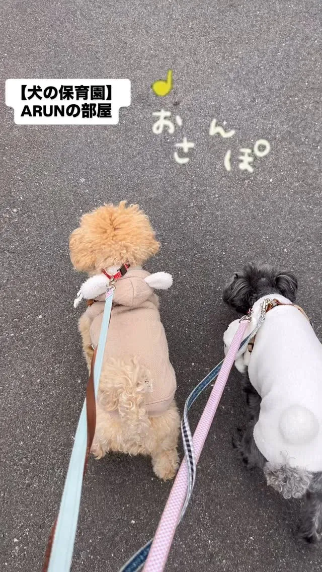 ୨୧ ∴犬の保育園∴ ୨୧