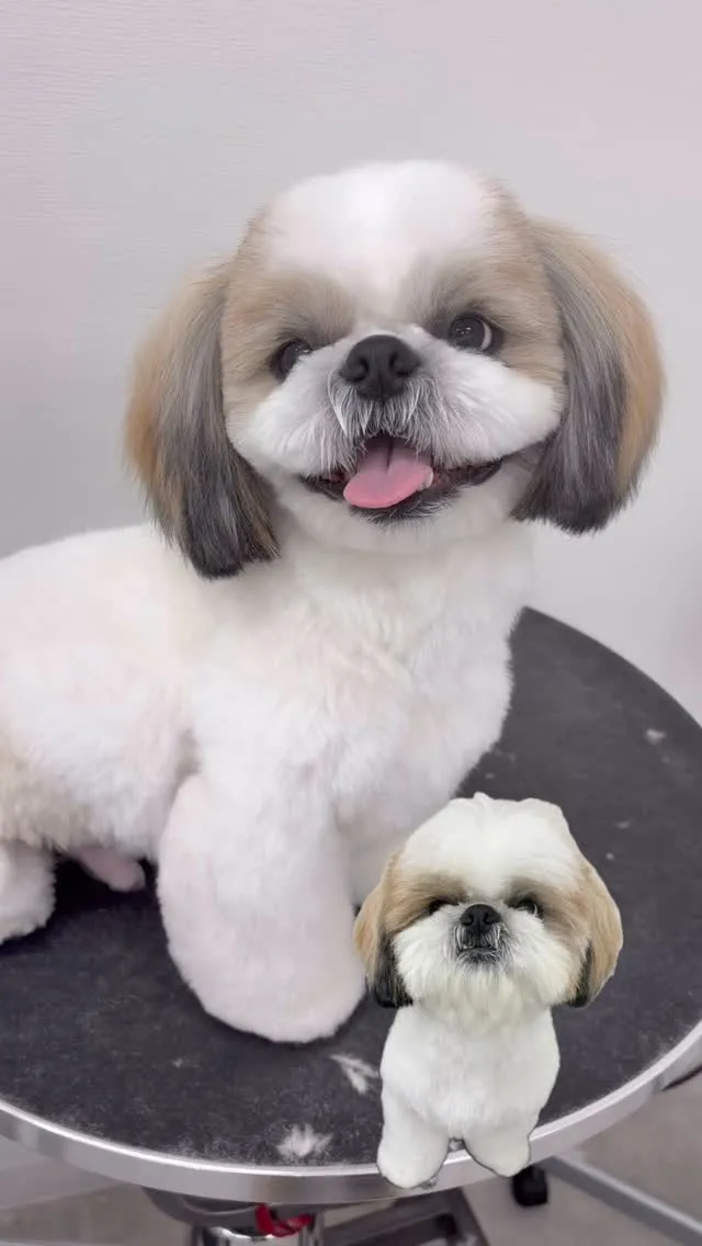 ୨୧ ∴ペットサロン∴ ୨୧ 