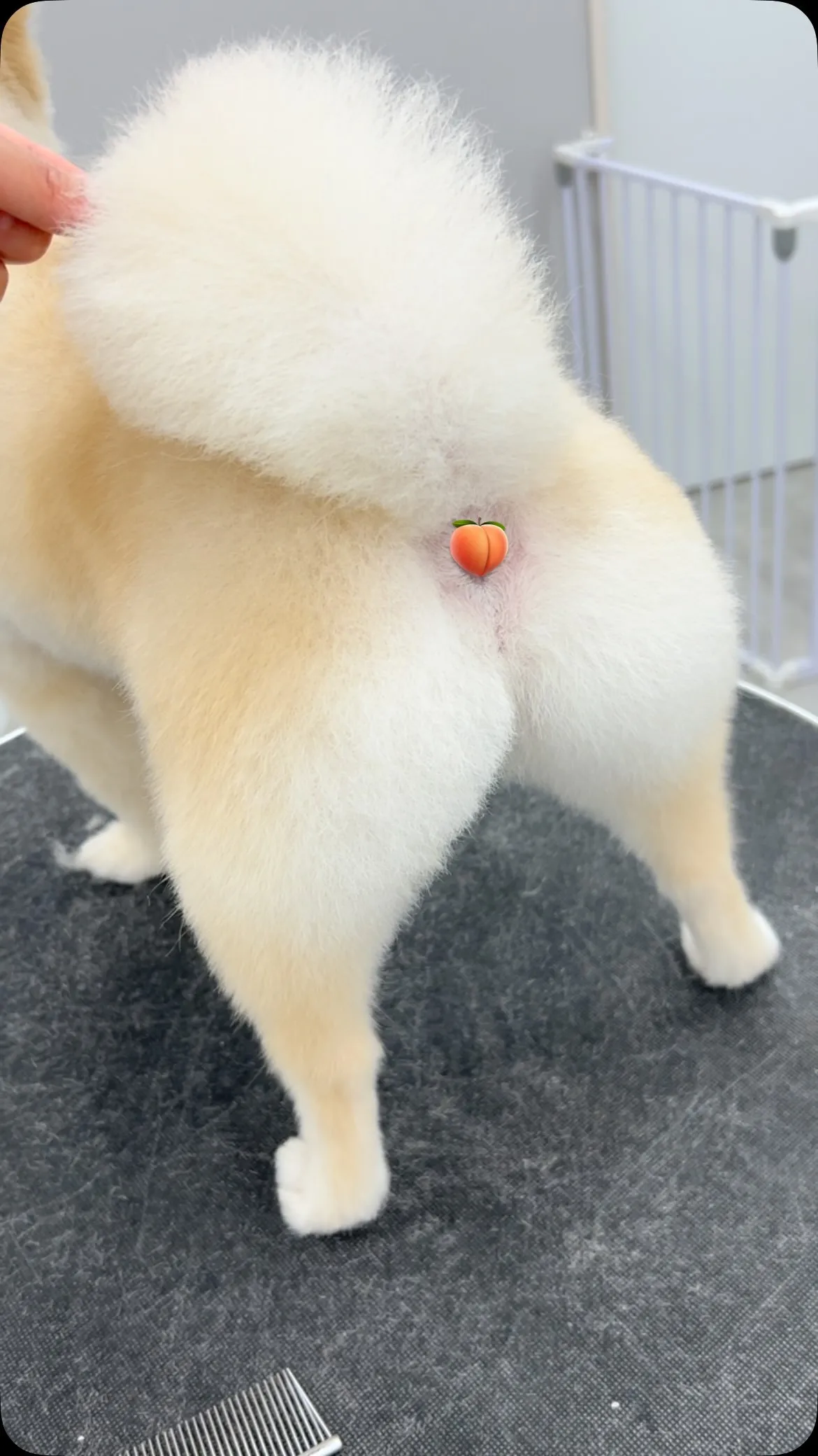 ୨୧ ∴ペットサロン∴ ୨୧ 