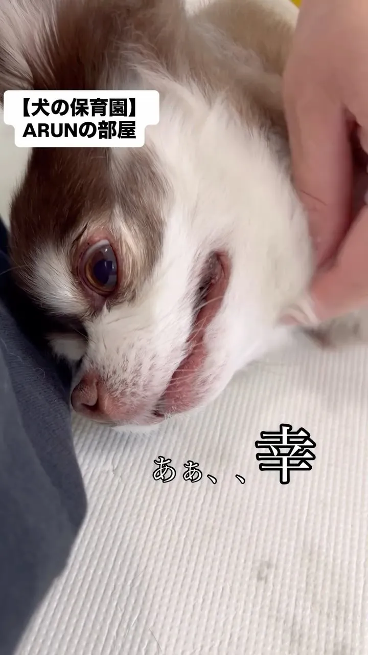 ୨୧ ∴犬の保育園∴ ୨୧