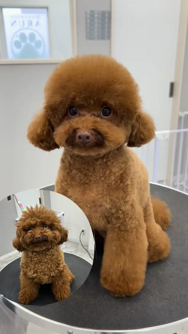 ୨୧ ∴ペットサロン∴ ୨୧ 