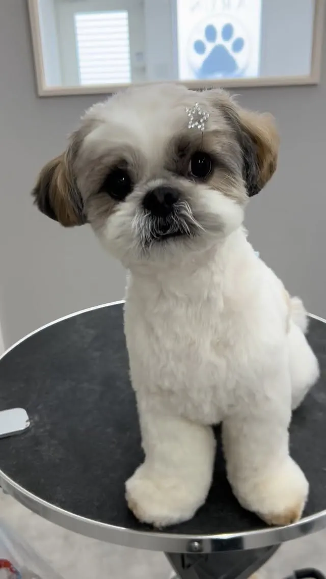 ୨୧ ∴ペットサロン∴ ୨୧ 