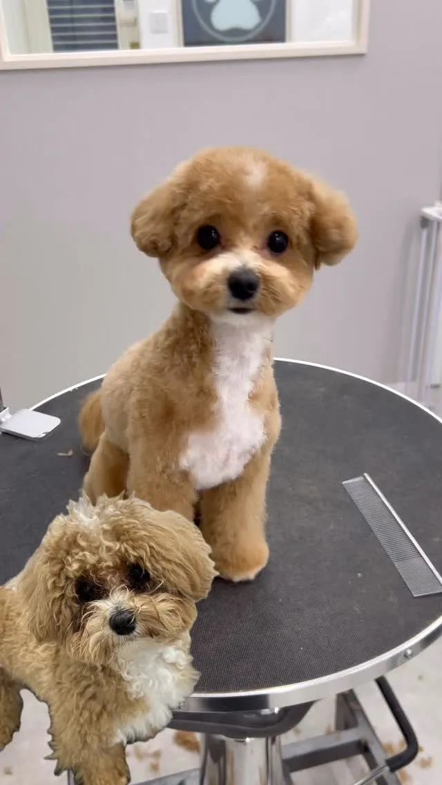 ୨୧ ∴ペットサロン∴ ୨୧ 