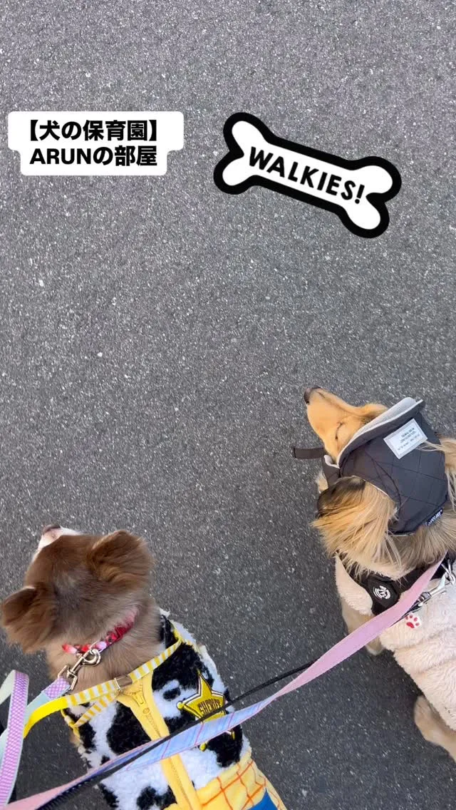 ୨୧ ∴犬の保育園∴ ୨୧