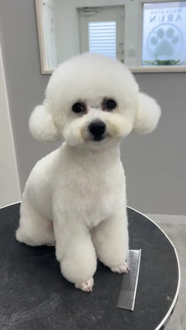 ୨୧ ∴ペットサロン∴ ୨୧ 