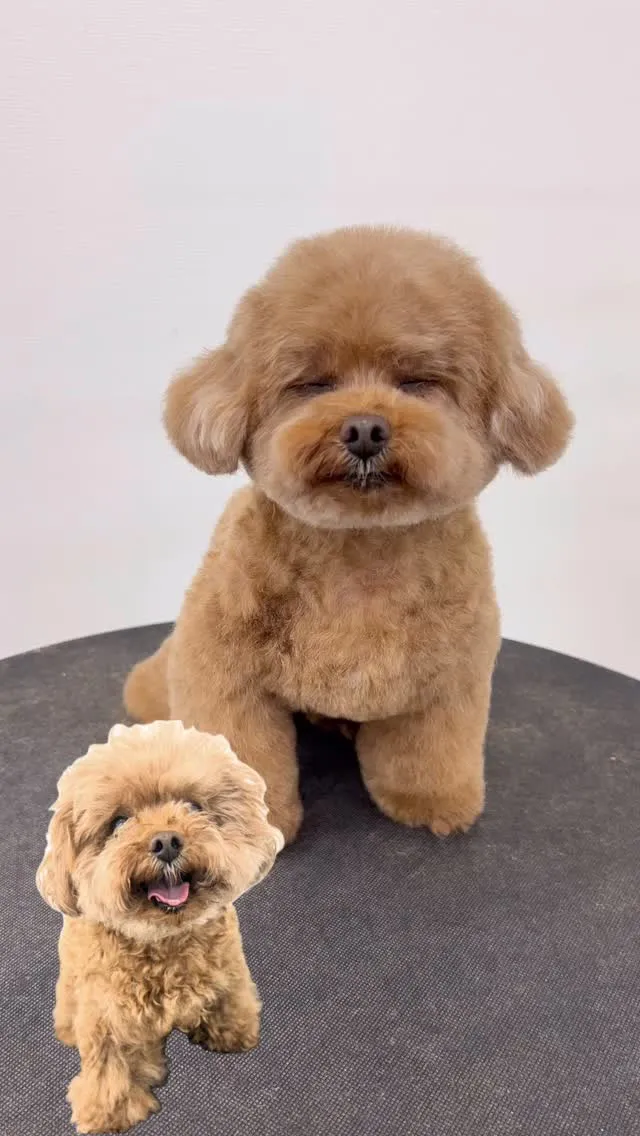 ୨୧ ∴ペットサロン∴ ୨୧ 