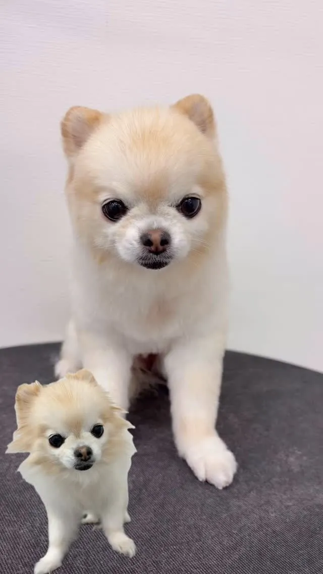 ୨୧ ∴ペットサロン∴ ୨୧ 